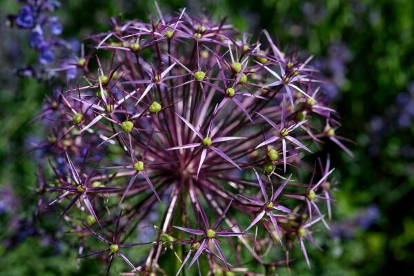 Allium Christophii - The Star of Persia - 2 bulbs in a 2 litre pot - Image 3