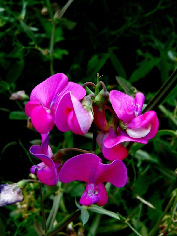 Sweet Pea Perennial or Everlasting 2 litre pot - Image 3