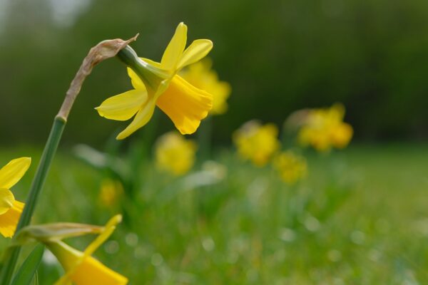 NARCISSUS Unsurpassable (Deep Golden Yellow) 5 bulbs in 2 litre pot. - Image 3