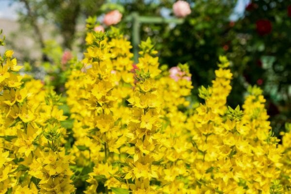 Lysimachia Punctata 2 litre pot - Image 3