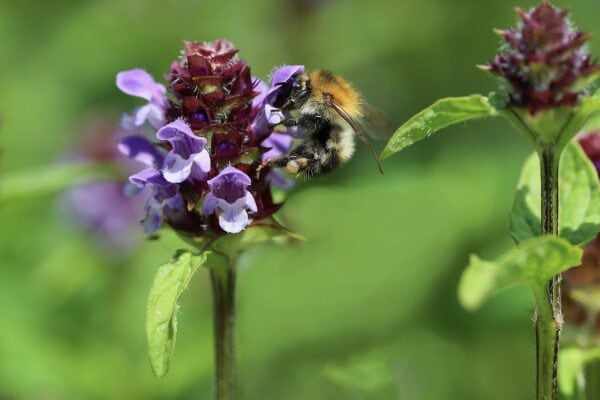 Prunella Freelander Blue - Self-Heal- 2 litre pot - Image 4