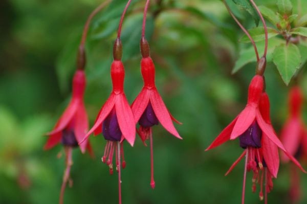 Fuchsia 'Riccartonii' 5 litres - Image 3