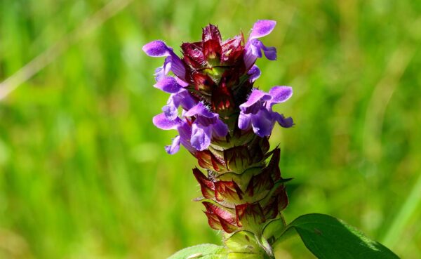 Prunella Freelander Blue - Self-Heal- 2 litre pot - Image 3