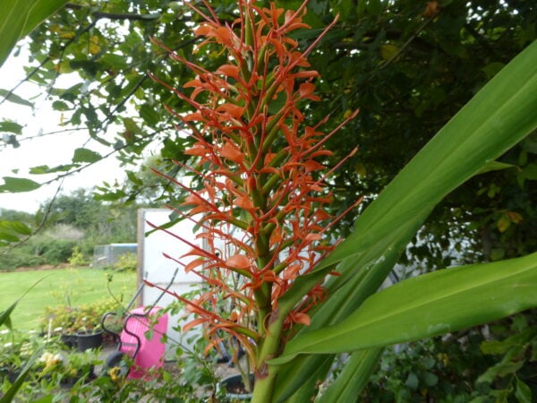 Hedychium Aurantiacum (Ginger Lilly) 5 litre pot