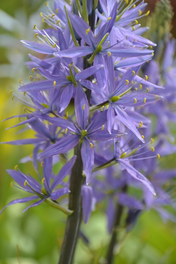 Camassia Leichtlinii Quamash Blue - 2 litre pot - Image 3