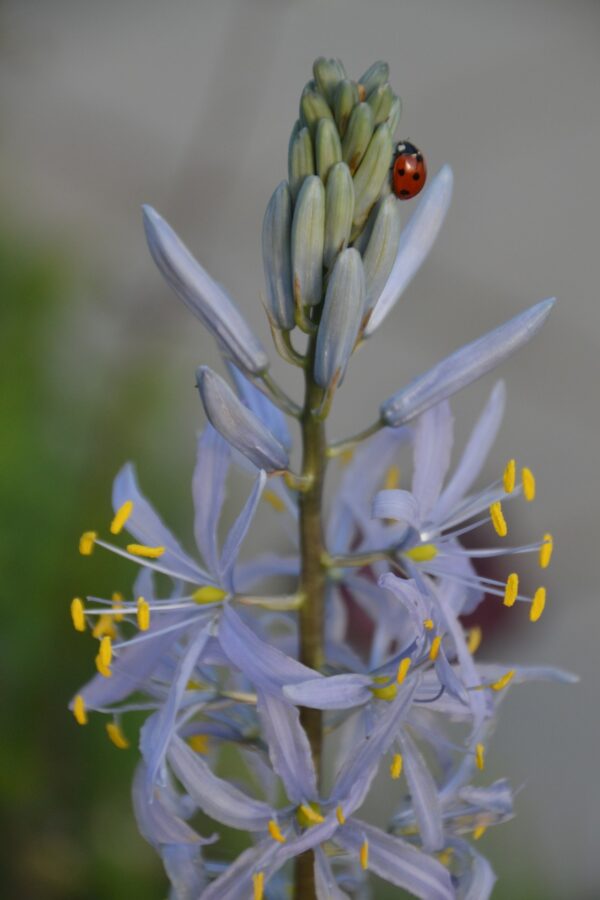 Camassia Leichtlinii Quamash Blue - 2 litre pot