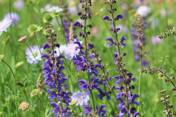 Salvia Pratensis  A Native Perennial Wildflower 2 litre pot - Image 2