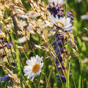 WILDFLOWERS