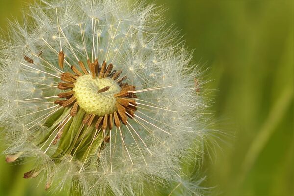 SUNDAY 13TH APRIL WORKSHOP           GARDENING FOR NATURE: BEGGINING THE YEAR WITH THE MIRACLE OF SEEDS!